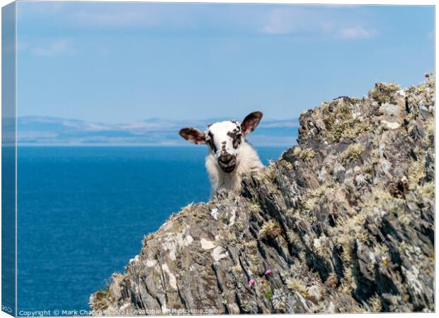 Clifftop lamb, Colonsay Canvas Print by Photimageon UK