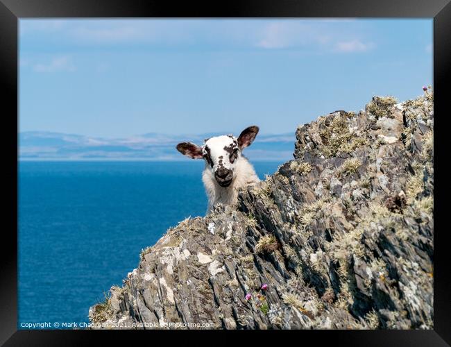 Clifftop lamb, Colonsay Framed Print by Photimageon UK