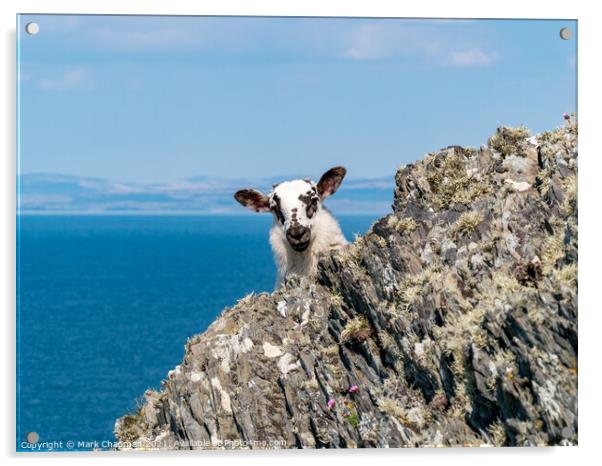 Clifftop lamb, Colonsay Acrylic by Photimageon UK