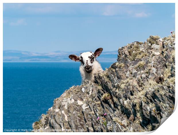 Clifftop lamb, Colonsay Print by Photimageon UK
