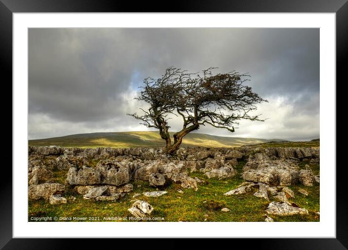 Twistleton Scar tree Yorkshire Dales Framed Mounted Print by Diana Mower