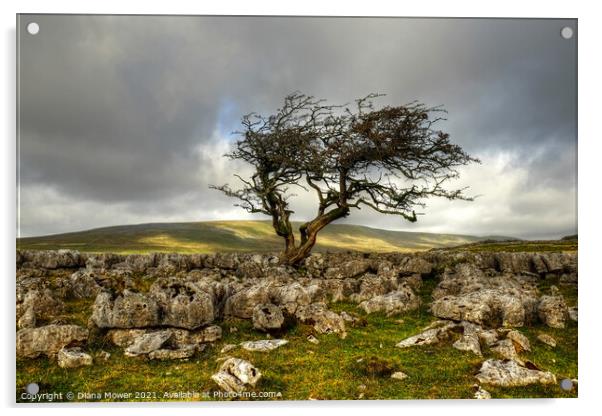 Twistleton Scar tree Yorkshire Dales Acrylic by Diana Mower