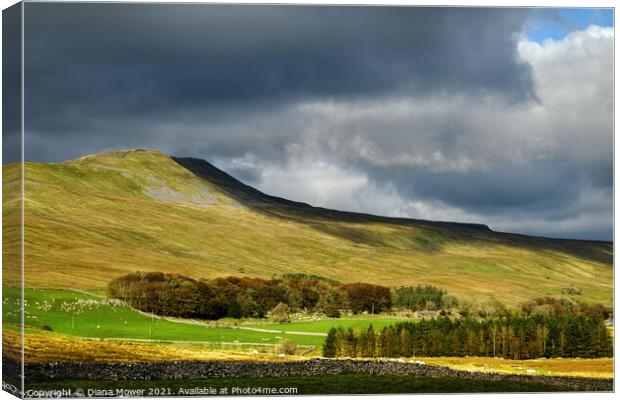 Whernside Yorkshire Dales Canvas Print by Diana Mower