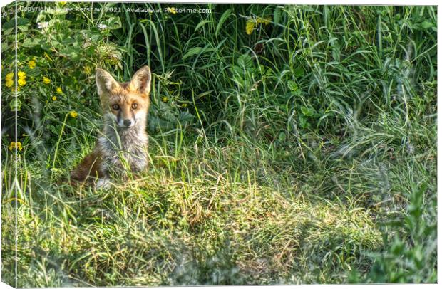 Mature fox cub Canvas Print by Lee Kershaw