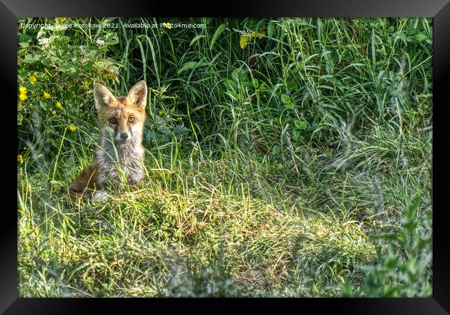 Mature fox cub Framed Print by Lee Kershaw
