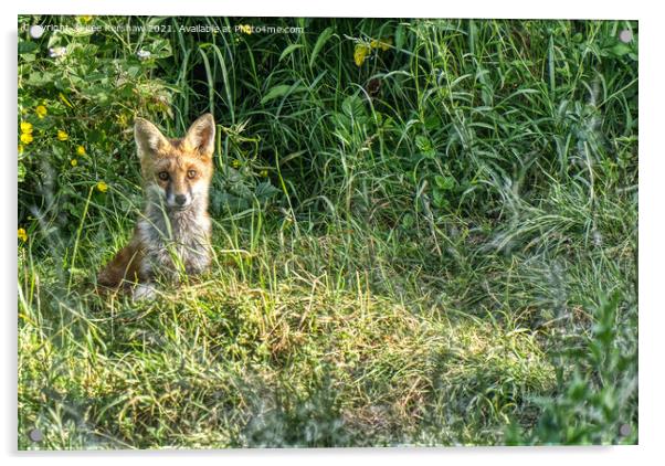 Mature fox cub Acrylic by Lee Kershaw