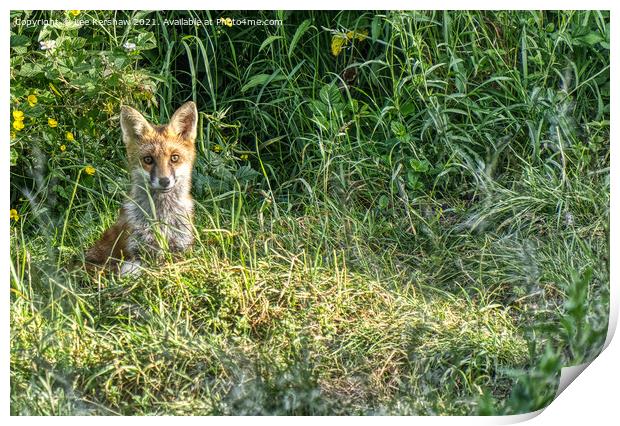 Mature fox cub Print by Lee Kershaw
