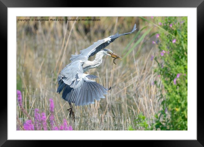 A Grey Heron with an eel Framed Mounted Print by GadgetGaz Photo