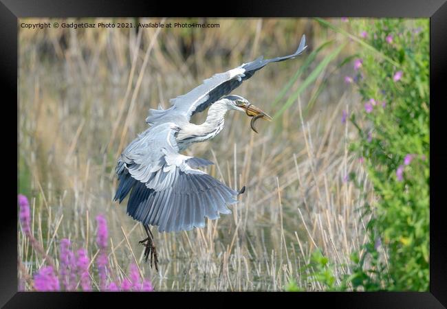 A Grey Heron with an eel Framed Print by GadgetGaz Photo