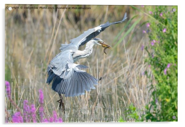 A Grey Heron with an eel Acrylic by GadgetGaz Photo