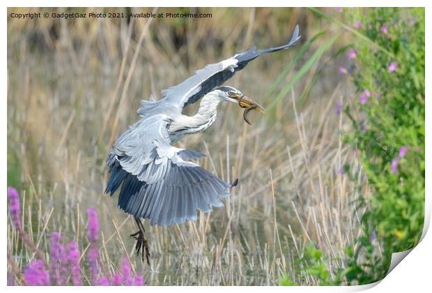 A Grey Heron with an eel Print by GadgetGaz Photo