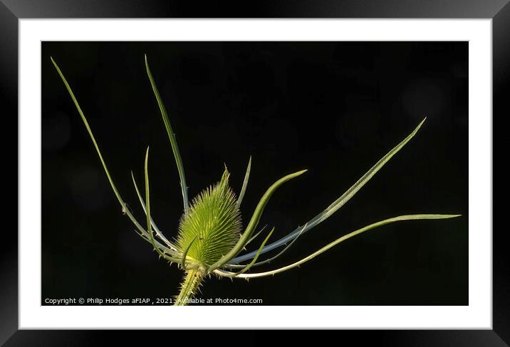 Teasel Framed Mounted Print by Philip Hodges aFIAP ,