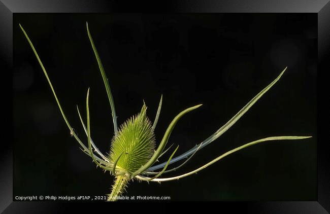 Teasel Framed Print by Philip Hodges aFIAP ,