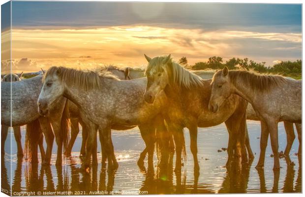 Camargue horses Resting in the Summer Heat Canvas Print by Helkoryo Photography