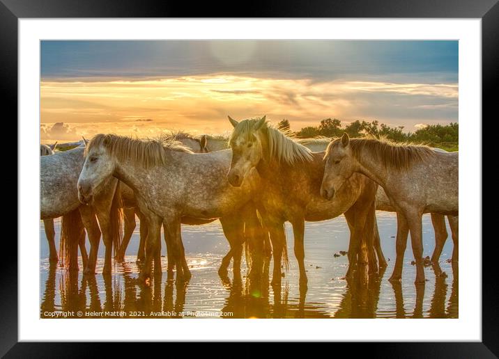Camargue horses Resting in the Summer Heat Framed Mounted Print by Helkoryo Photography