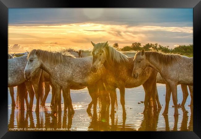 Camargue horses Resting in the Summer Heat Framed Print by Helkoryo Photography
