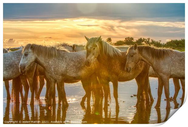 Camargue horses Resting in the Summer Heat Print by Helkoryo Photography