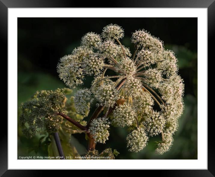 Hogweed Framed Mounted Print by Philip Hodges aFIAP ,