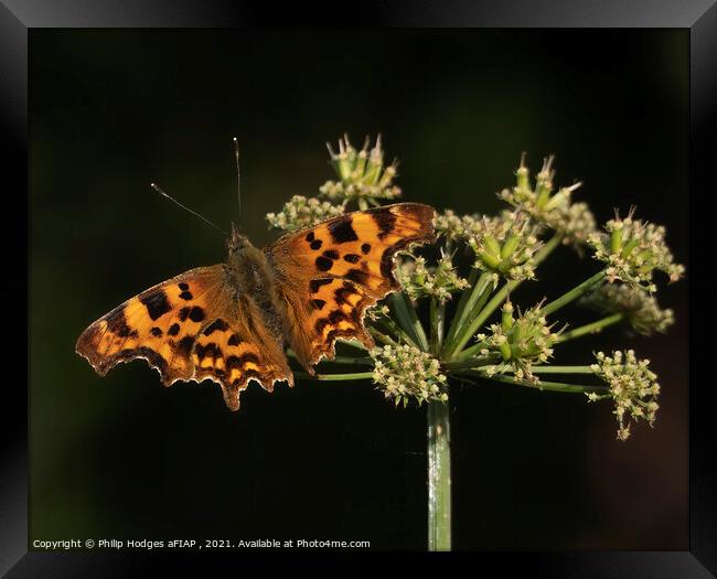 Comma butterfly Framed Print by Philip Hodges aFIAP ,