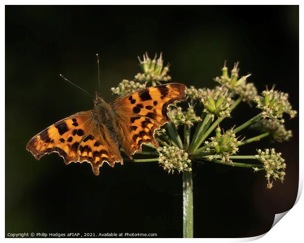 Comma butterfly Print by Philip Hodges aFIAP ,