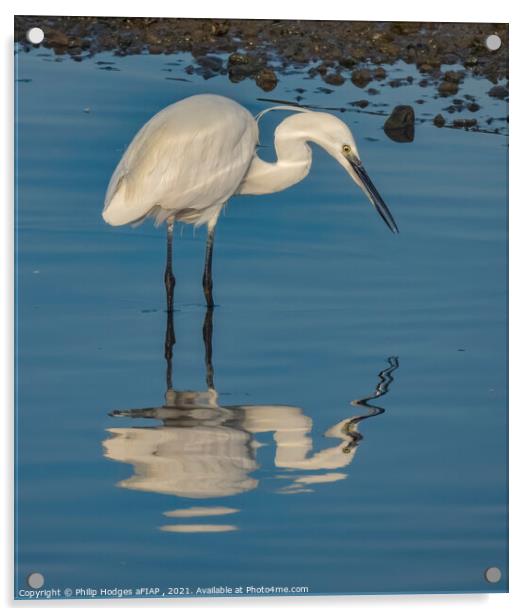 Egret Fishing Acrylic by Philip Hodges aFIAP ,