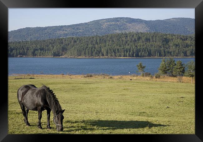 Horse grazing near Palsko Lake Framed Print by Ian Middleton