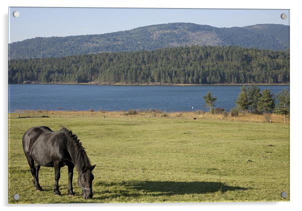 Horse grazing near Palsko Lake Acrylic by Ian Middleton