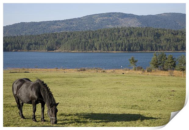Horse grazing near Palsko Lake Print by Ian Middleton