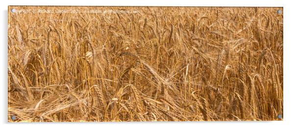 Ripe Barley Closeup Acrylic by Richard Laidler