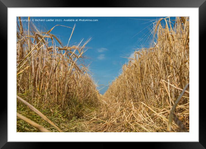 Barley Almost Ready Framed Mounted Print by Richard Laidler
