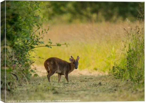Young Muntjac Canvas Print by Peter Anthony Rollings