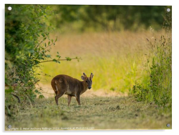 Young Muntjac Acrylic by Peter Anthony Rollings