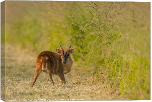 Young Muntjac Canvas Print by Peter Anthony Rollings