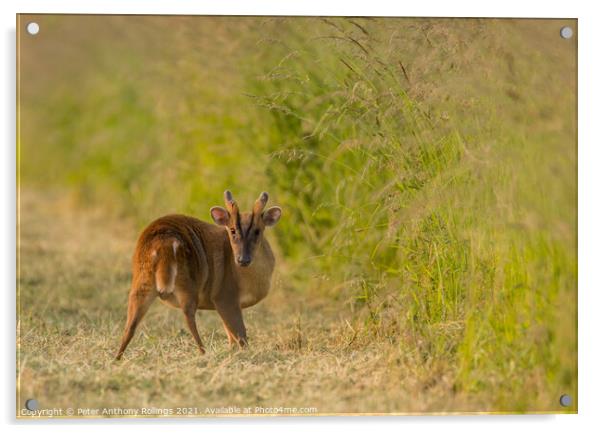 Young Muntjac Acrylic by Peter Anthony Rollings