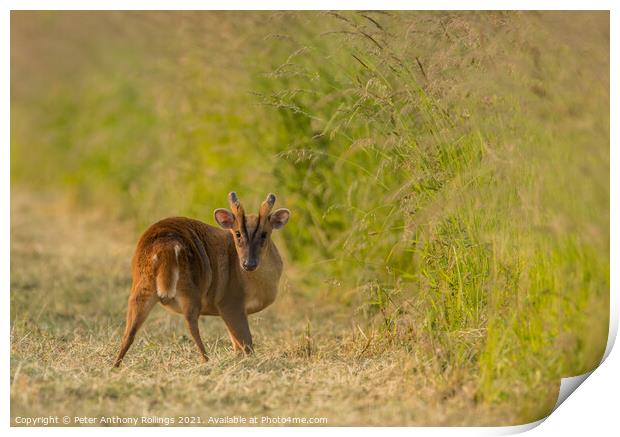 Young Muntjac Print by Peter Anthony Rollings