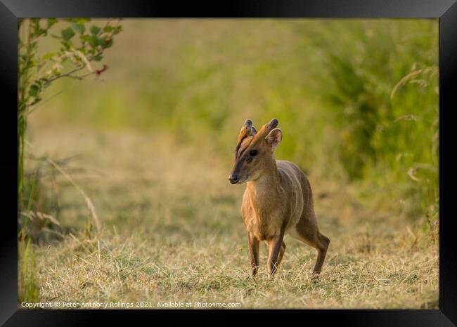 Young Muntjac Framed Print by Peter Anthony Rollings