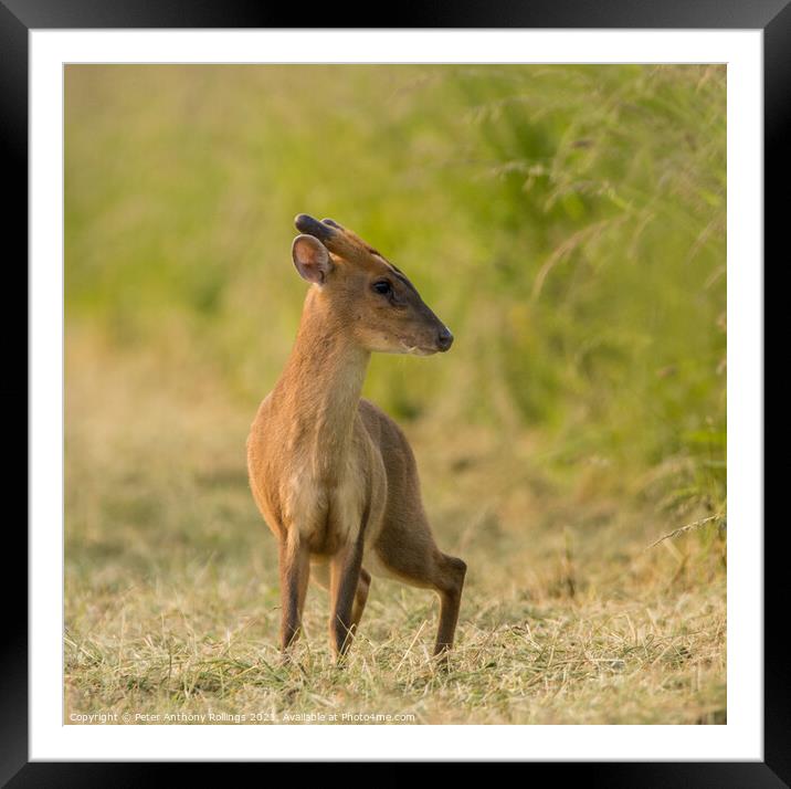 Young Muntjac Framed Mounted Print by Peter Anthony Rollings