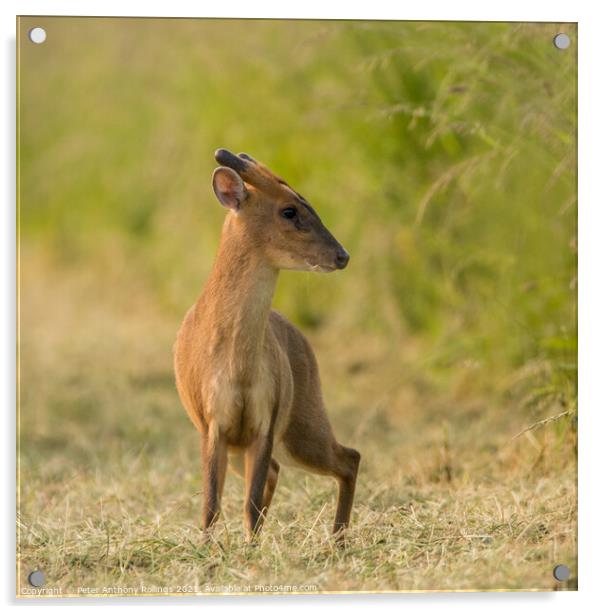 Young Muntjac Acrylic by Peter Anthony Rollings