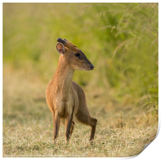Young Muntjac Print by Peter Anthony Rollings