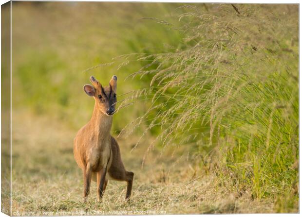 Young Muntjac Canvas Print by Peter Anthony Rollings