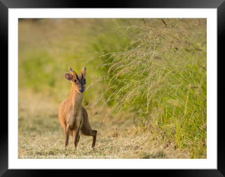 Young Muntjac Framed Mounted Print by Peter Anthony Rollings