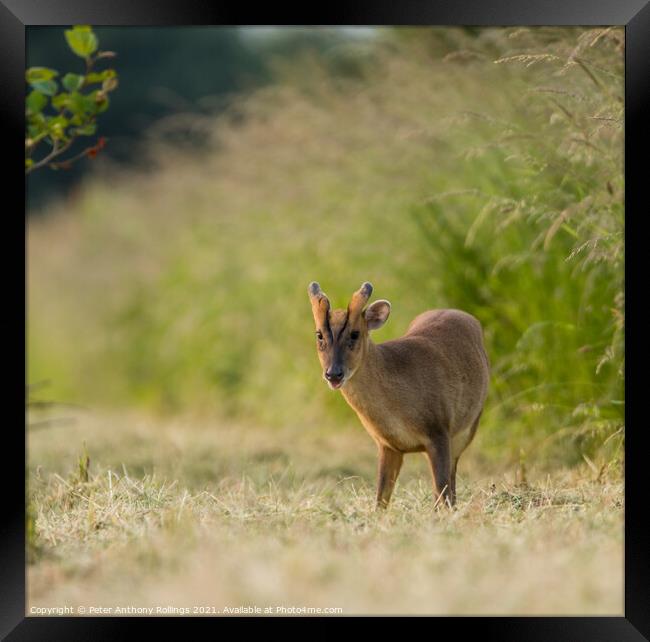Young Muntjac Framed Print by Peter Anthony Rollings