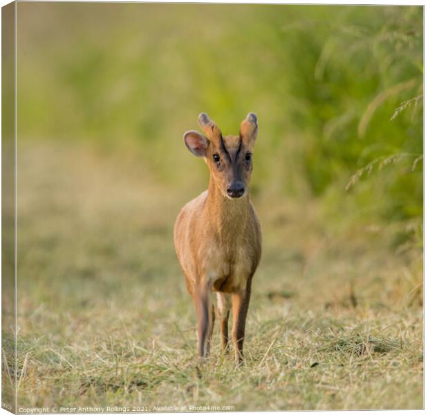 Young Muntjac Canvas Print by Peter Anthony Rollings