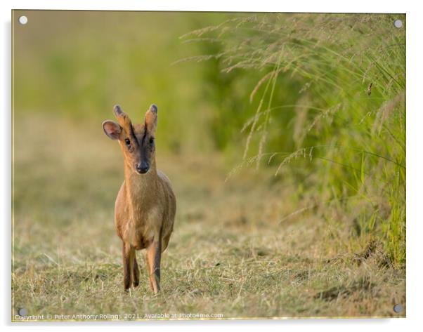 Young Muntjac Acrylic by Peter Anthony Rollings