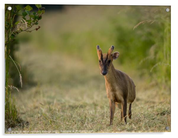 Young Muntjac Acrylic by Peter Anthony Rollings