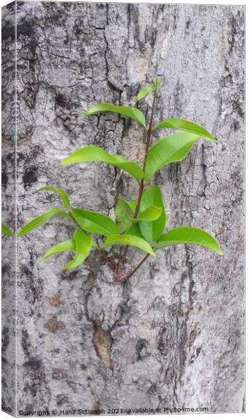 A small plant sprout on a tree bark. Canvas Print by Hanif Setiawan