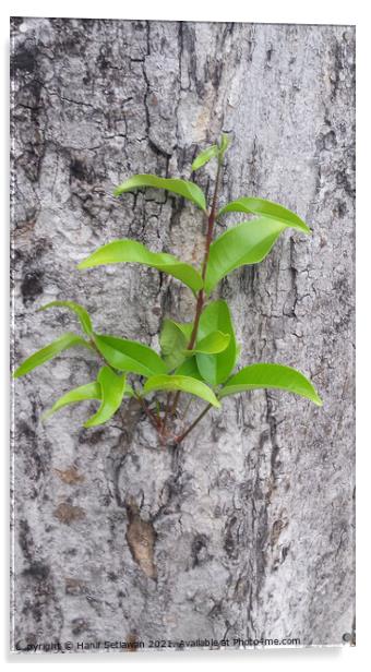 A small plant sprout on a tree bark. Acrylic by Hanif Setiawan