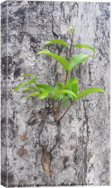A small plant sprout on a tree bark. Canvas Print by Hanif Setiawan