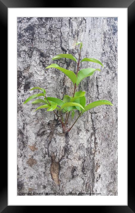 A small plant sprout on a tree bark. Framed Mounted Print by Hanif Setiawan