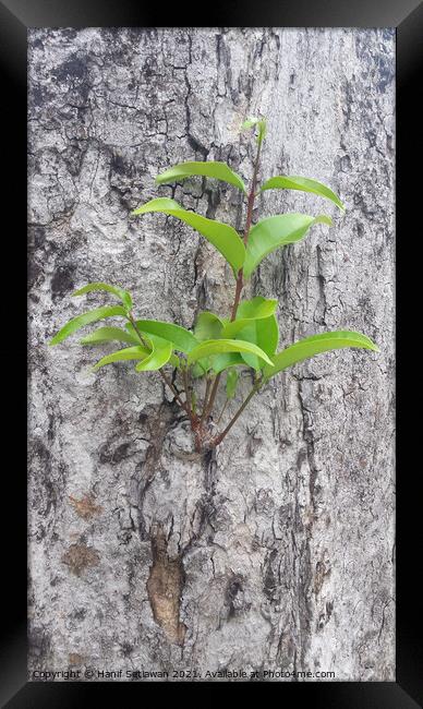 A small plant sprout on a tree bark. Framed Print by Hanif Setiawan